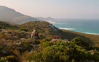 Photo of biologist Ross Turner on a protea-laden ridge on the Cape of good Hope, South Africa.