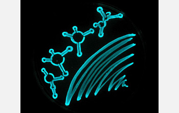 Photo showing a petri dish swabbed with a culture of bioluminiscent marine bacteria.