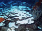 Photo of a coral-bleaching event in the Caribbean.