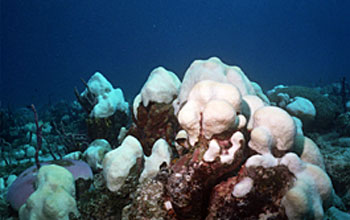 Photo of bleached corals.