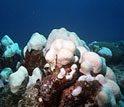 Photo of bleached corals.