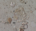 Silicified leaf epidermal cells (phytoliths) from modern soil at La Selva, Costa Rica.