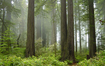 Photo of tree trunks in a coastal redwood forest