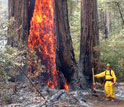 Fireman standing next to burning California redwood tree