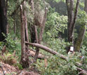 Dead tanoaks in a redwood forest in a California study area