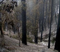 Burned redwoods soon after the Basin Fire in Big Sur, Calif.