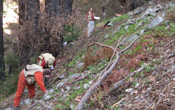 Three ecologists in the forest surveying the burned redwood