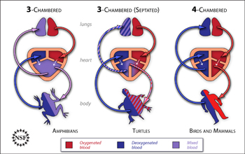Diagram shows separation of oxygenated and deoxygenated blood in the heart of three animal types.