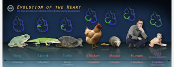 A panorama of animals and embryonic heart diagrams showing evolution from frog to human