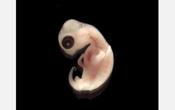 Photo of a turtle embryo.