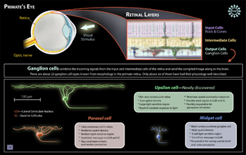 A graphic showing the eye, the retina with three layers and three types of retinal ganglion cells.