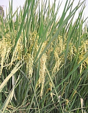 Plant biologists have reported a new understanding of how genes work in rice.