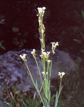 Photo of the flowers of Drummond's rockcress.