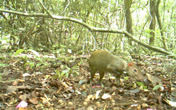 Photo showing an agouti caught in the act of stealing seeds from another's cache.