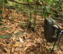 Photo of a camera-trap placed at a seed cache.