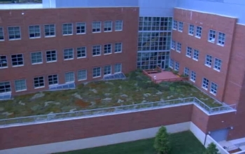 Plants growing on a roof