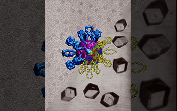 Combined structure of Coxsackievirus A21 and receptor molecule ICAM-1