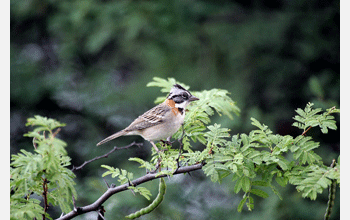 Rufous-collared Sparrow (<em>Zonotrichia capensis</em>) from an island off the coast of Venezuela