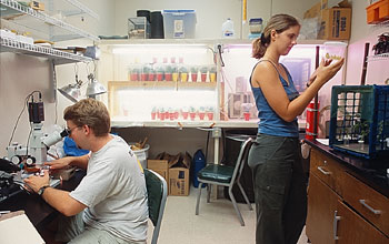 Ronald Rutowski's insect laboratory at Arizona State University