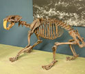 a skeleton of a crouching saber-toothed cat.