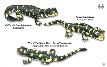 Illustration of California tiger salamander, barred tiger salamander and a hybrid of the two