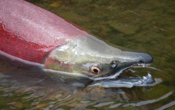 Close up image of a red sockeye salmon in water