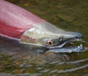 Close up image of a red sockeye salmon in water