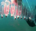 a diver taking samples from salps.