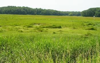 Photo of a green salt marsh.