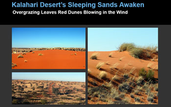 dunes and desert vegetation
