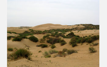 Photo of sand dunes and vegetation in China.