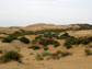 Photo of sand dunes and vegetation in China.