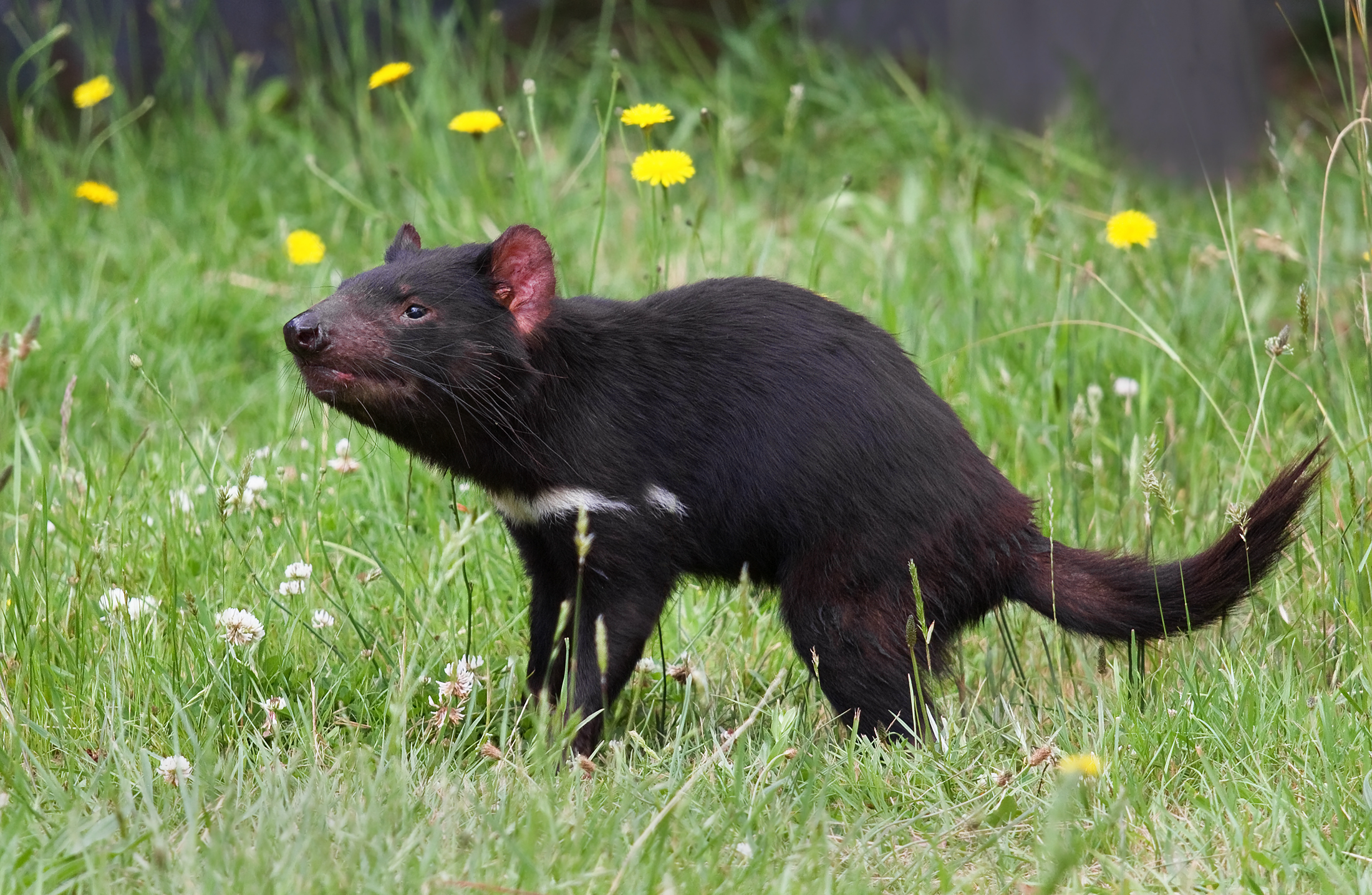 This still-healthy Tasmanian devil's future hangs in the balance.