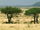 Savanna grasslands punctuated with scattered trees.