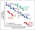 Figure showing how body size and the food chain influence abundance and production of animals.