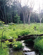 Photo of water crossed by fallen logs in a healthy wetland.