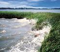 Sea level rise puts wetlands along U.S. coastlines and around the world at risk.