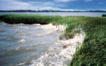 Photo of water breaking on a wetland along the coastline.
