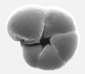 Scanning electron microscope image of a salt-marsh foraminifera.