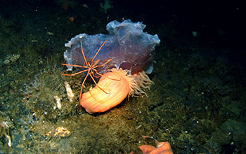 A sea spider and an anemone feed on a jelly fish in McMurdo Sound, Antarctica