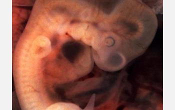 Image of a sea squirt embryo showing the heart.