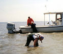 Photo of researchers checking seagrass health at NSF's Virginia Coast Reserve LTER site.