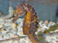 Photo of a male seahorse carrying the unborn babies in a stomach pouch.