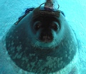 seal