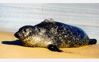 Satellite tagged harbor seal
