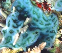 a sea squirt