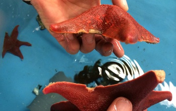 hand-held bat stars showing signs of sea star wasting disease