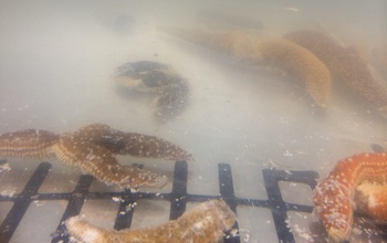 mottled sea stars that have begun to fall apart in a water basin