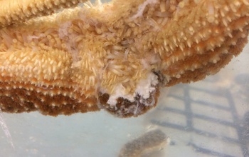 close-up view of a mottled starfish that has lost limbs as a result of sea star wasting disease.