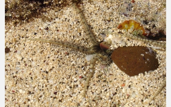 A fancy brittle sea star in the shallow water of Turtle Island, Fiji